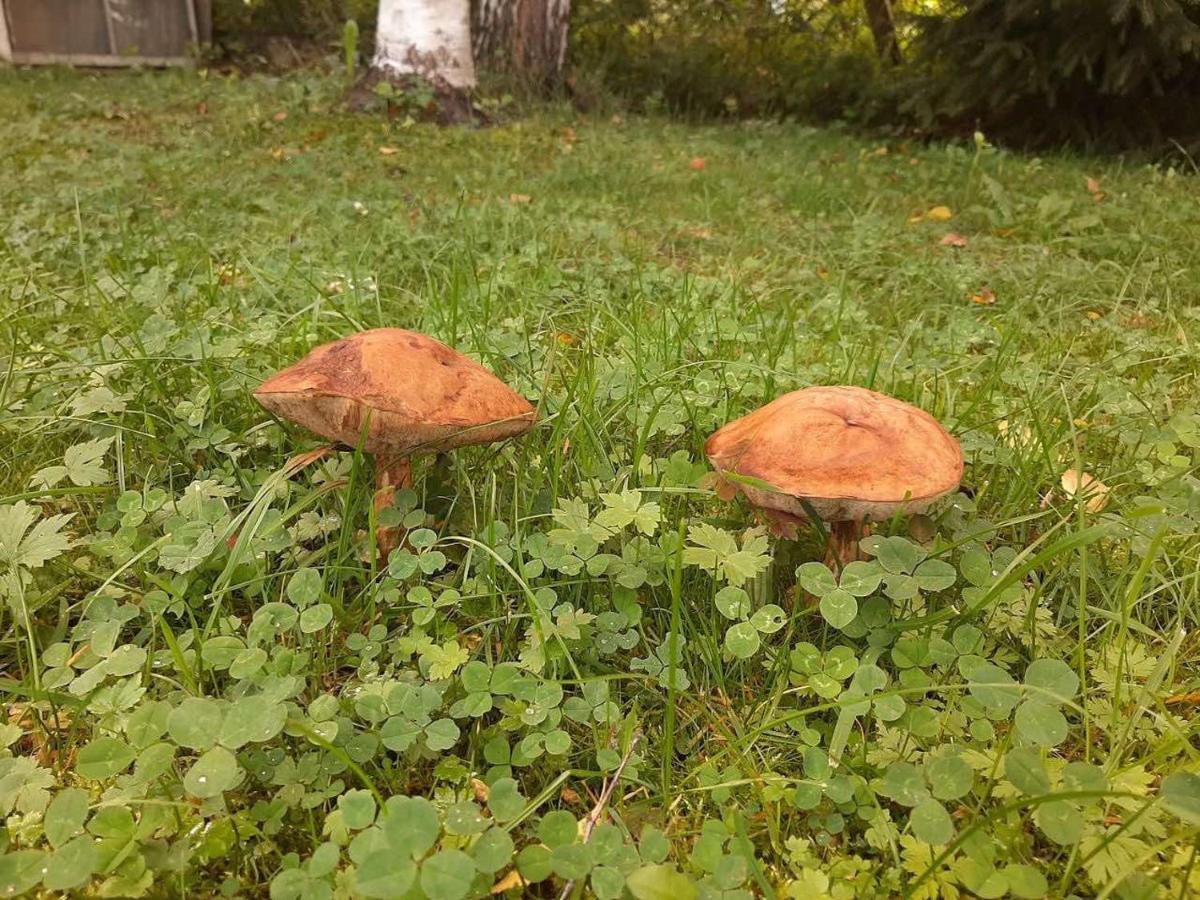 Zelena Sadyba Bila Stavka Jaremtsche Exterior foto